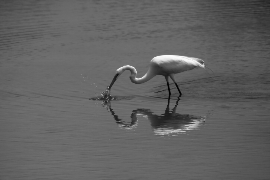2013 05 20 IMG 07162ebw